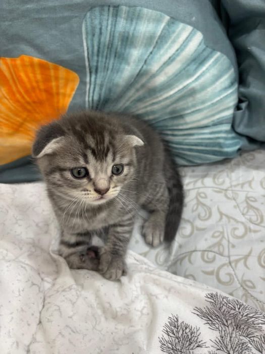 Продам котят Скотиш
