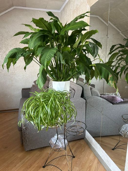 Орхидеи,Цветы Домашние