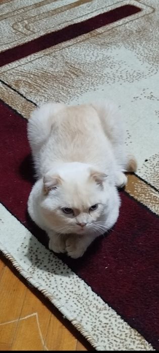 Пропал кот имя снежок цвет глаз голубой золотистые уши спина хвост