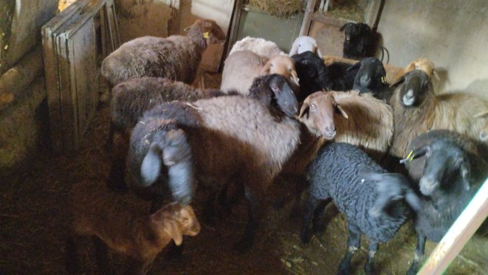 Қозыл қойлар сатылымда