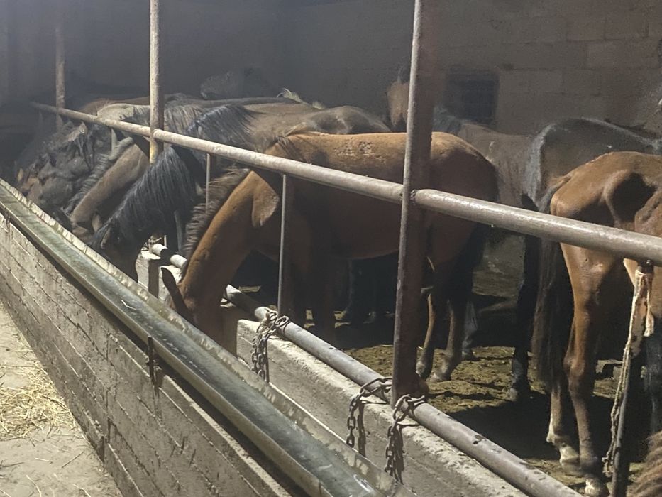 Жылқы сатылады.  Продам лошадь