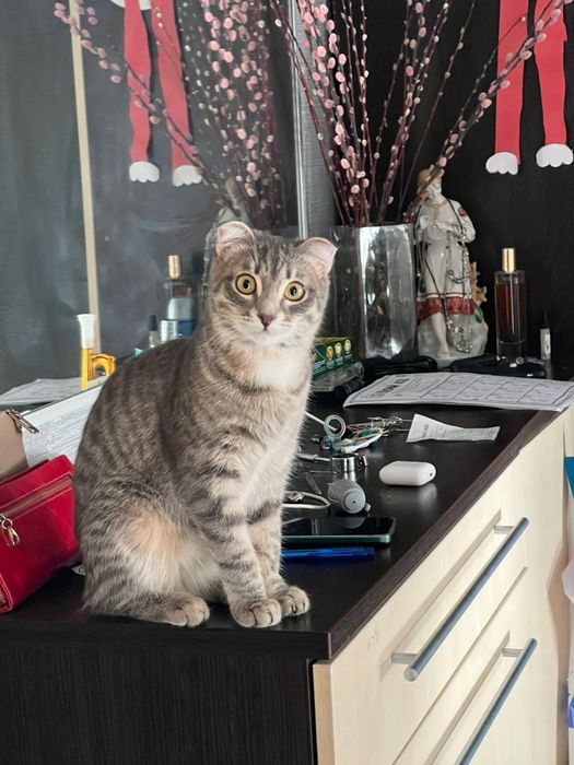 Отдам кошечку-девочка в доьрые руки