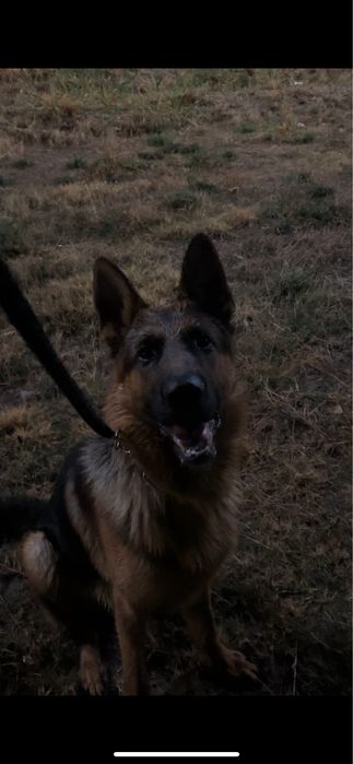 Немецкий овчарка вязка