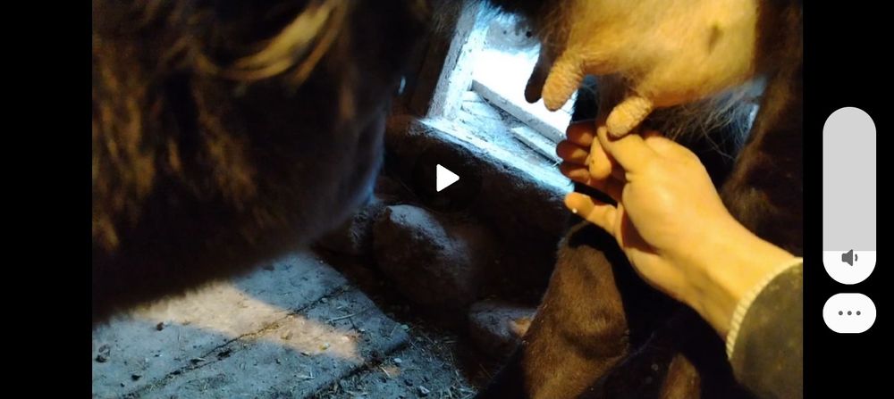 sigir 1 qorin sotiladi