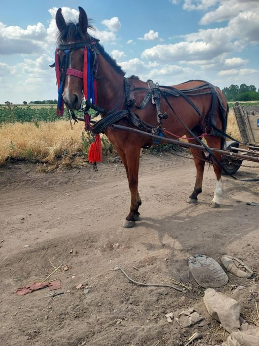 Vnd sau schimb cârlan