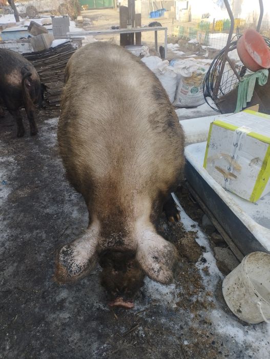 Продам рабочего кабана