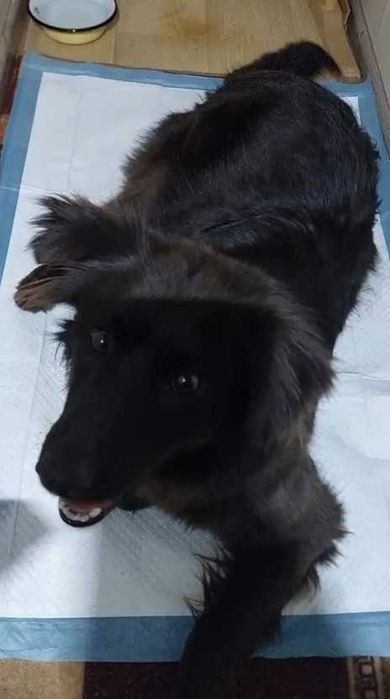 Ищем ответственных хозяев!