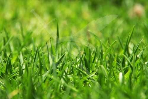 Парцел в с. Цалапица! 96748