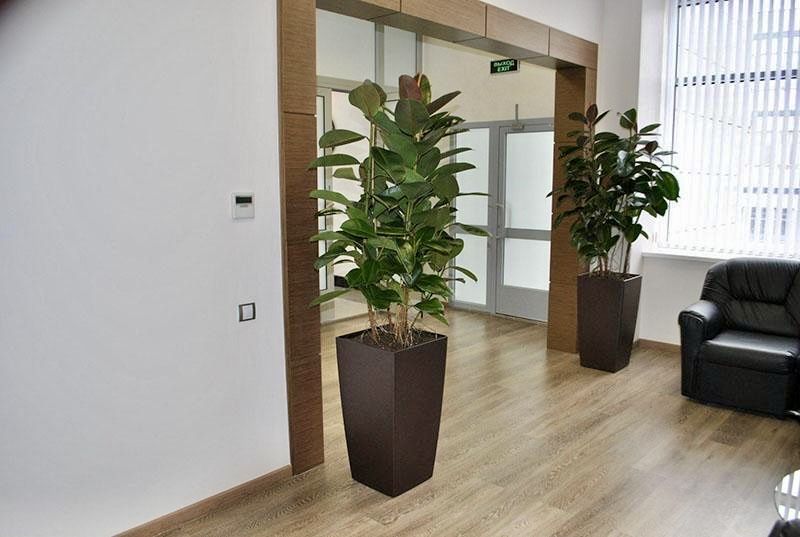 Цветы офисные растения Ofis gullari GUL Оптом!