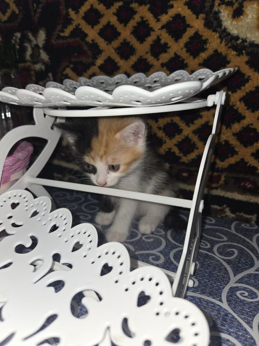 Отдаю 2 котят, мальчик и девочка, в добрые руки