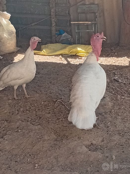 Oq kurka 1ta erkak 1ta urgʻochi