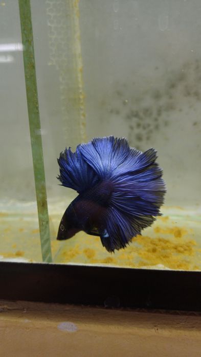 Аквариумные рыбки