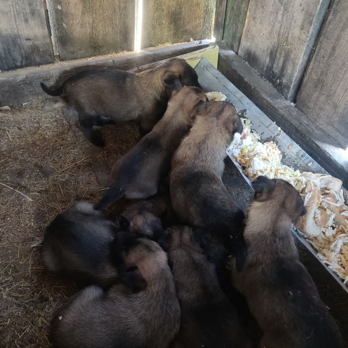 Продам щенков бельгийской овчарки
