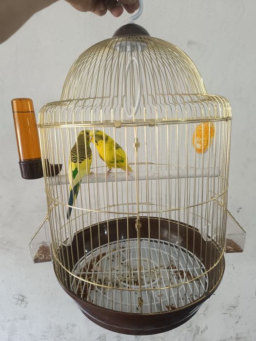 Papugay qafasi bilan sotiladi