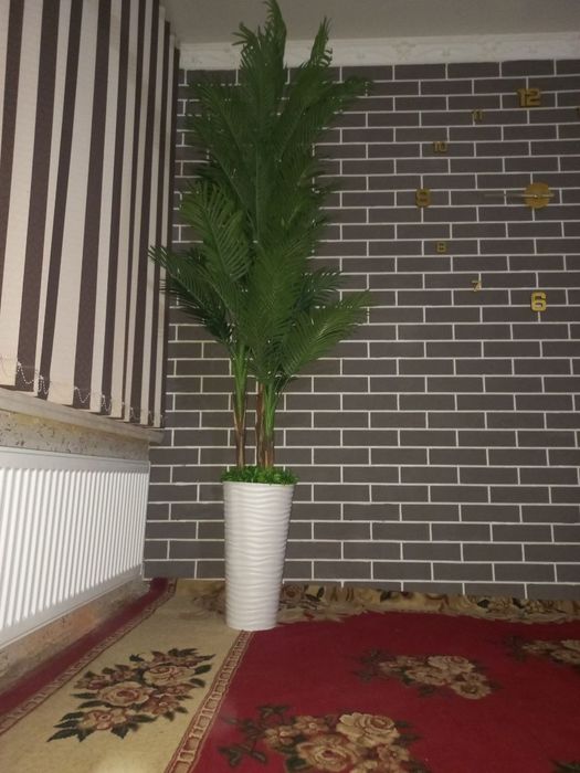 Катта дарахт гуллар палмалар