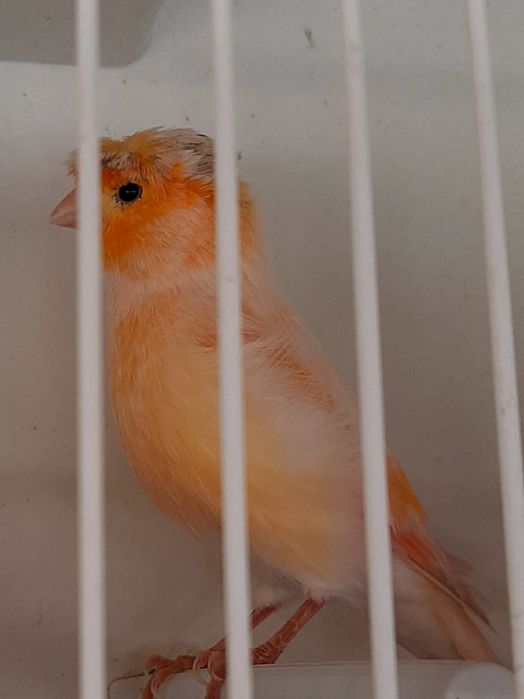 Canari timbrado español