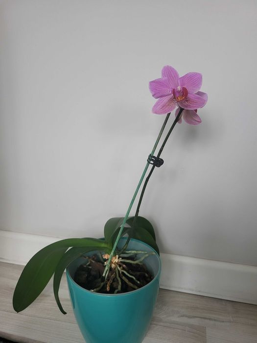 Продам орхидеи разные