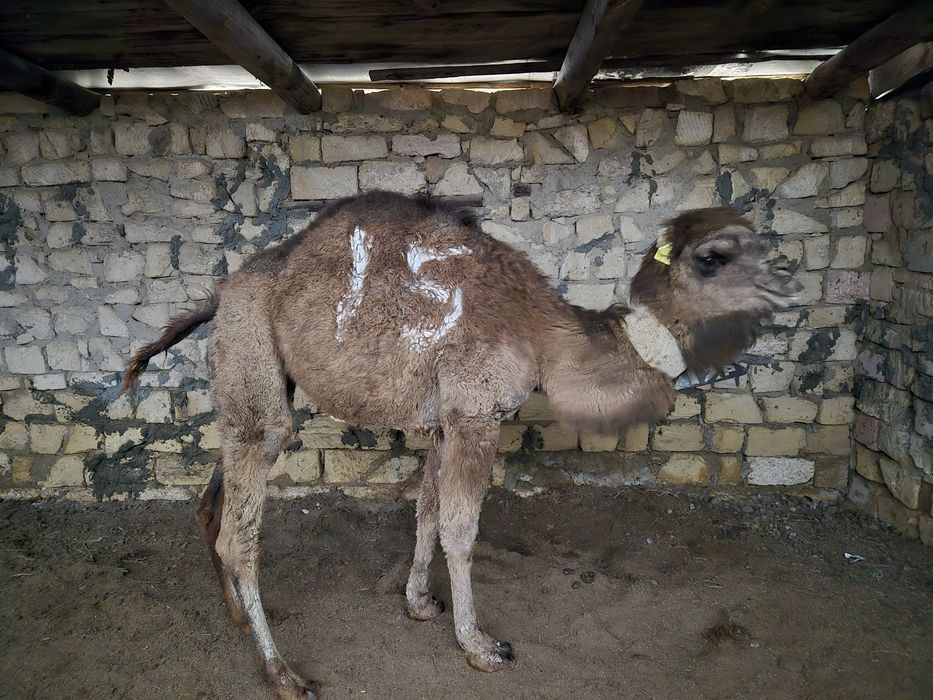 Түйе туйе верблюд