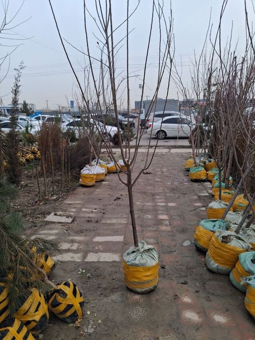 Посадка крупномеров деревьев и саженец