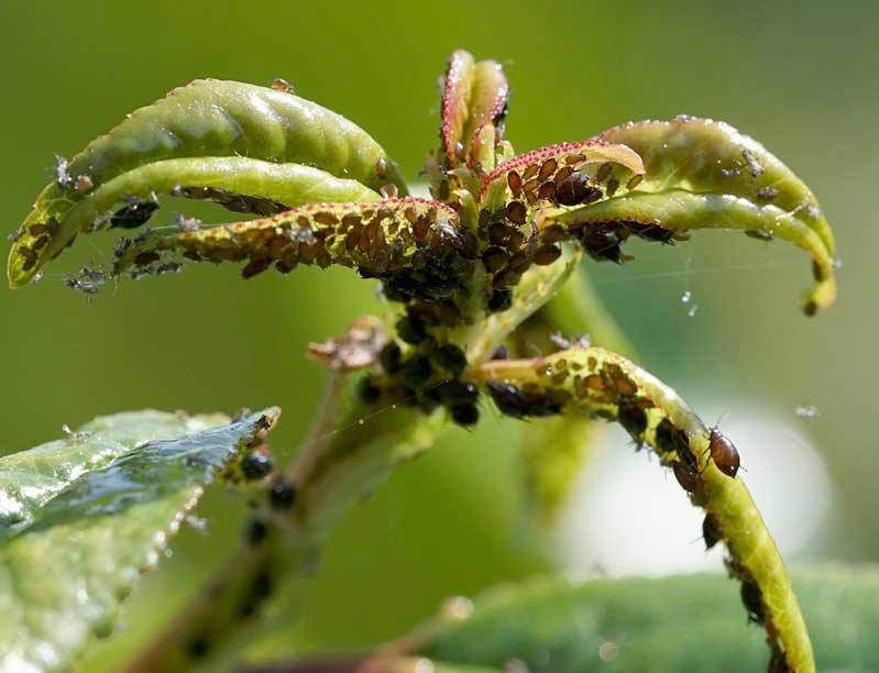 Обрезка деревьев, винограда, стрижка ёлок, осенние обработка деревьев