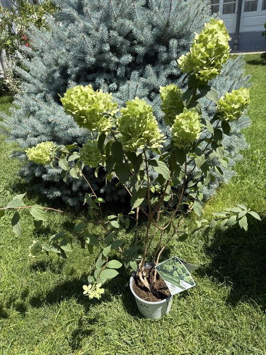 Kuzgi va Bahorgi gullar, landshaft va gul ekish xizmati