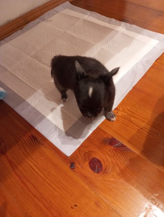 Продам мини чихуахуа