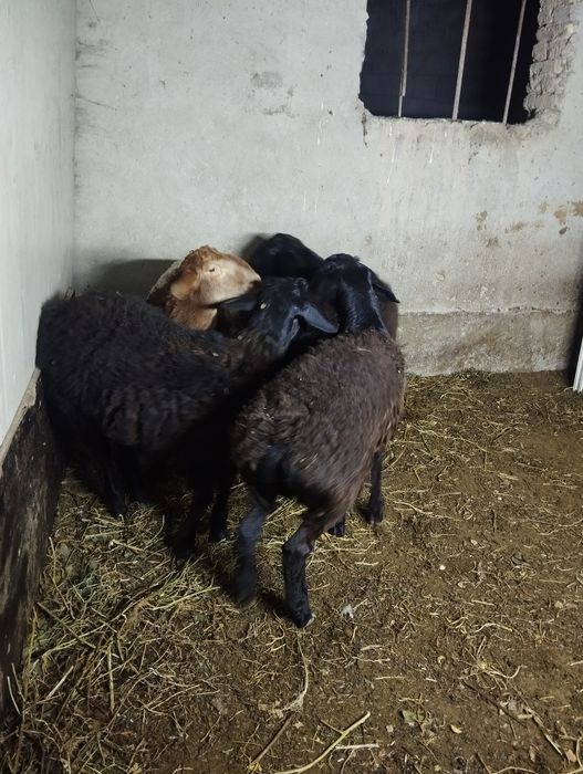 Овцы гусарская порода