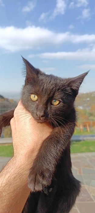 Отдам кошки котят бесплатно