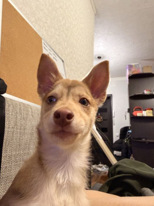 Щенок девочка бесплатно