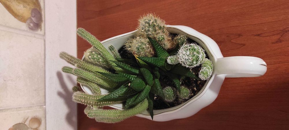 Cactuși in vas ceramica