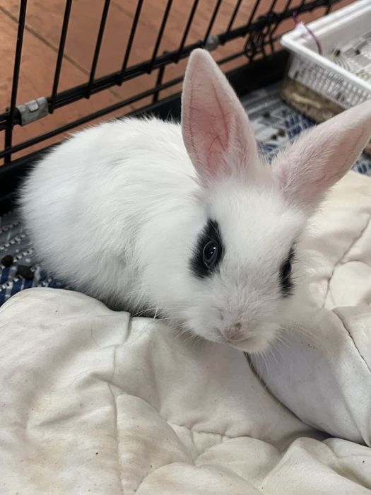 Кролик декоративный  мальчик