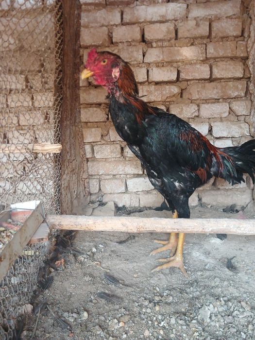 Xo‘roz sotiladi xo‘roz