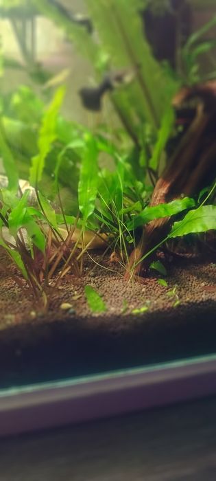Аквариумные растения