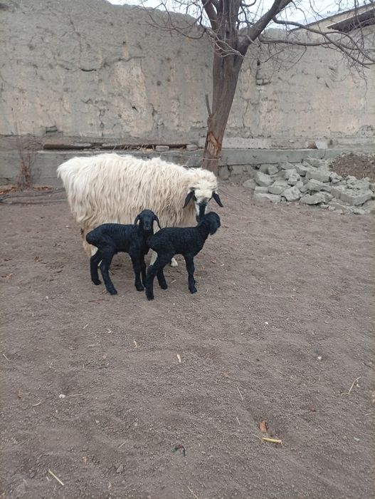 Она бола казоки ку́й сотилади