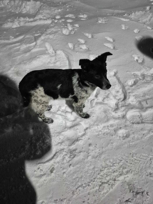 Отдам собаку (девочка) молоденькая