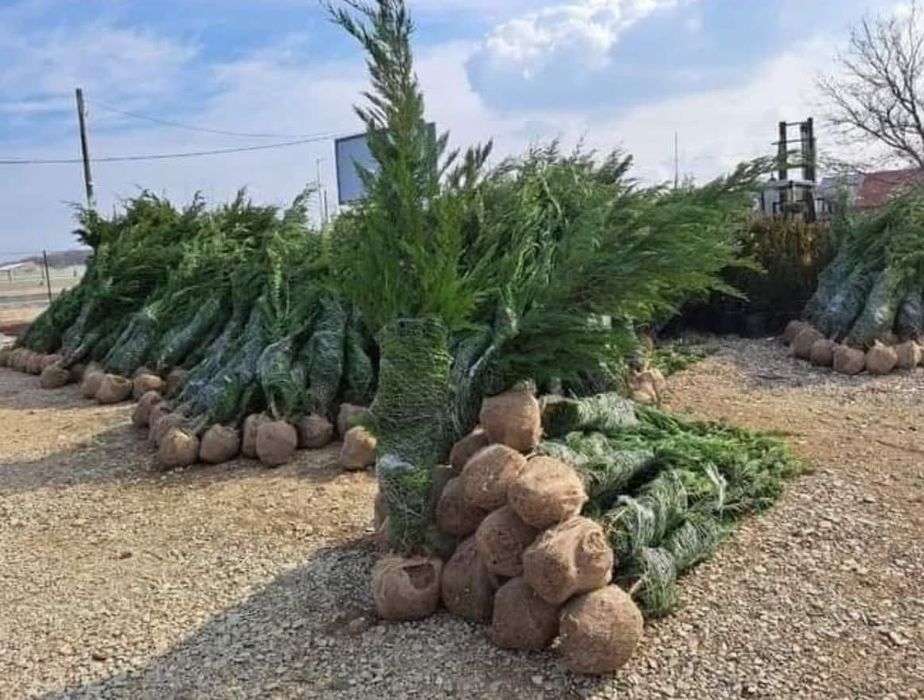 Vând tuia leylandii chiparos la oferta 2,50 m