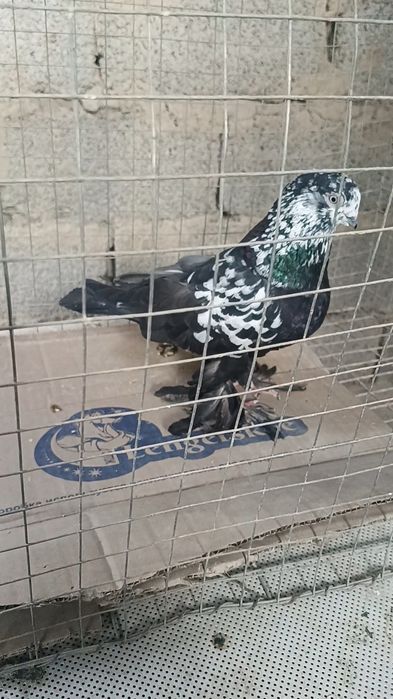 Голуби сочь самец