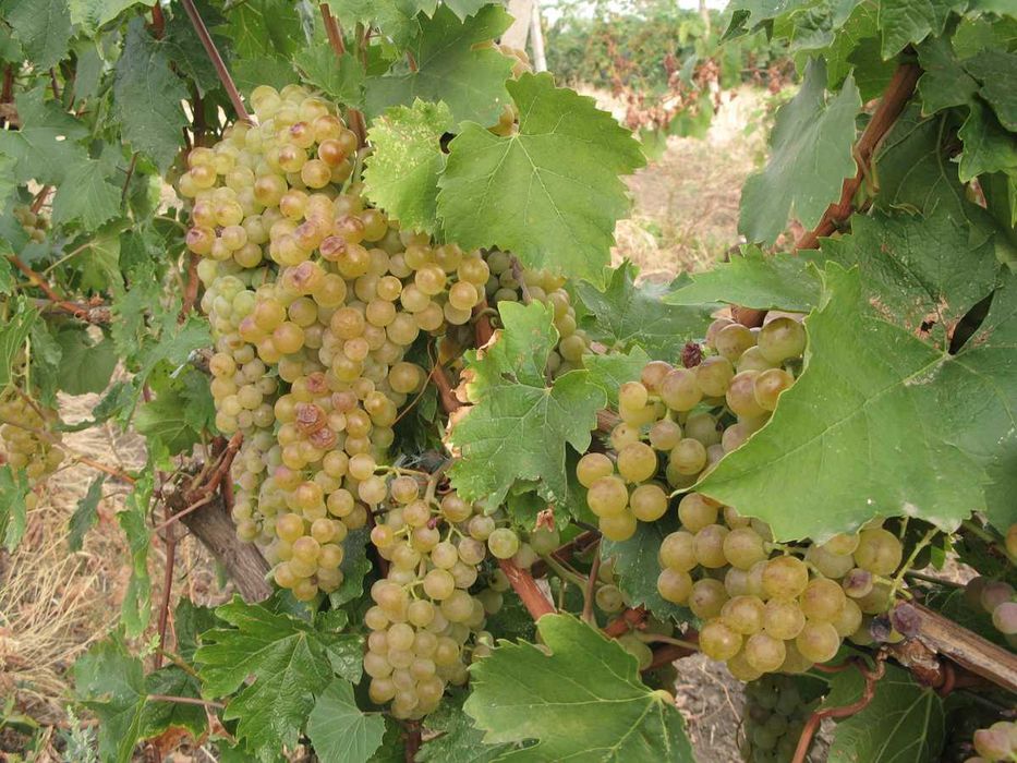 Struguri de vin adusi acasa diverse soiuri albi-negri, pret producator, livrare rapidă la domiciliu în jud. Brasov