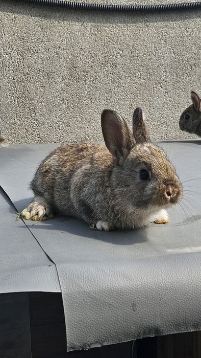 Vand iepuri talie mijlocie