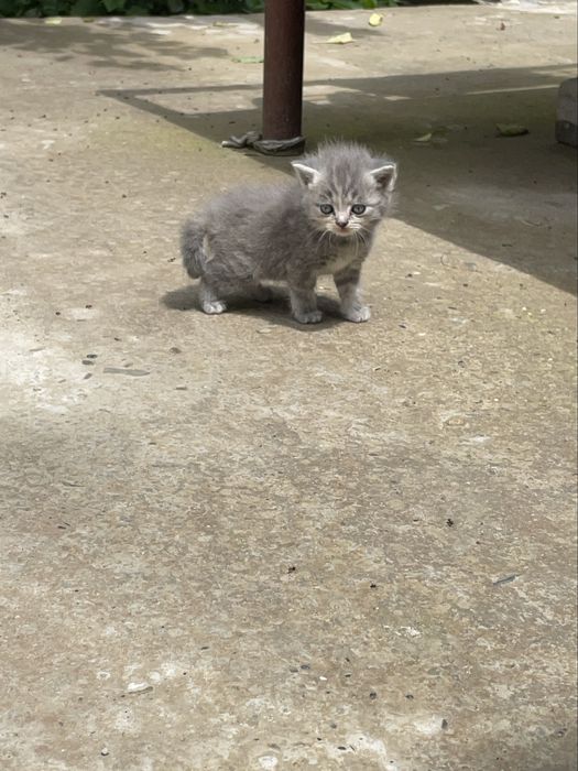 Чистокровные скоттиш страйт котята
