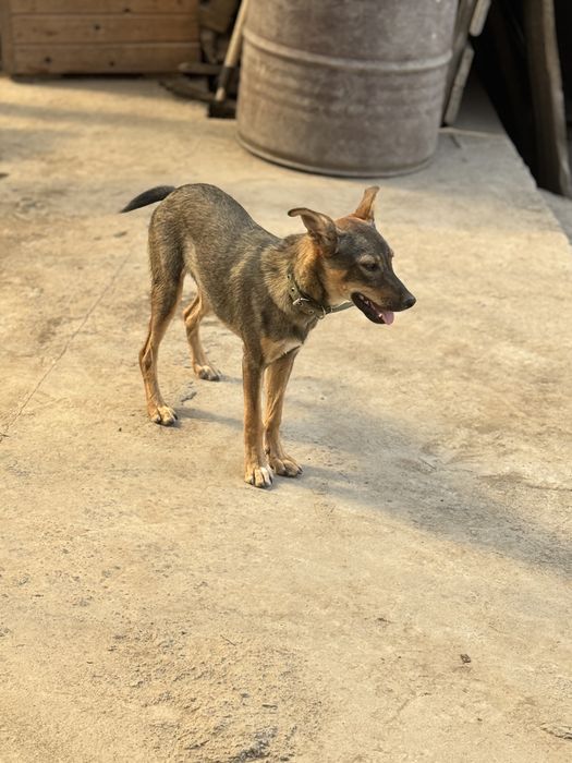 Муха — небольшая собачка ищет дом.