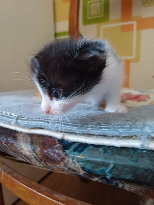 Отдам в добрые руки котят