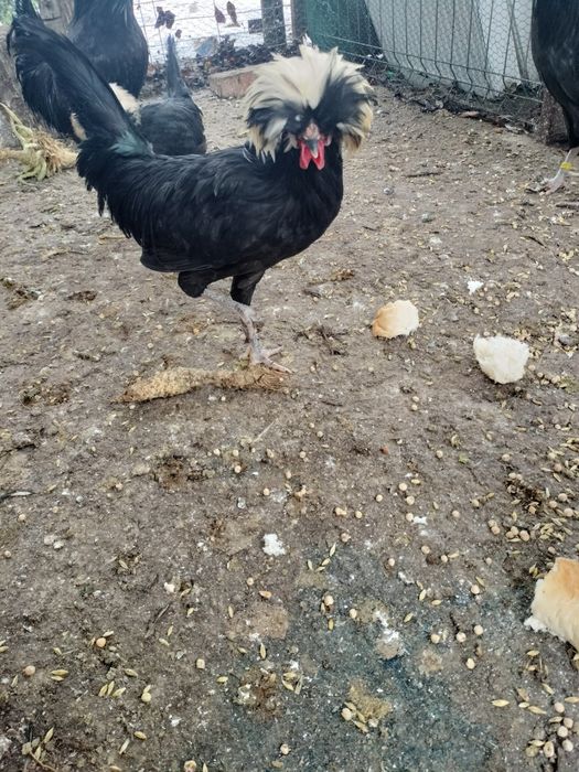 Moțată olandeză (cocoș)