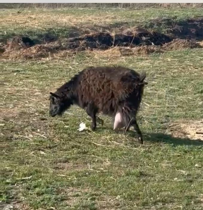 Продается дойная коза