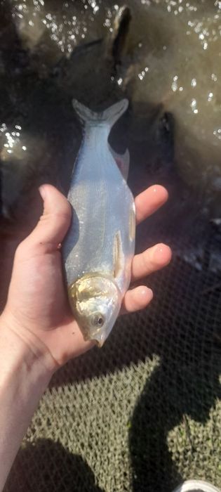 Ассалому аллейкум