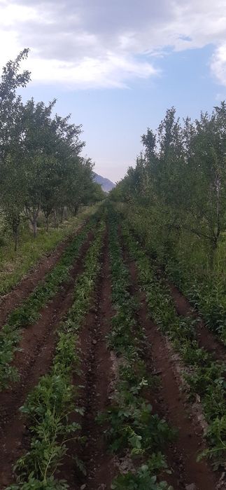 Салом Зубир 196  4х2 мотоблок сотилади