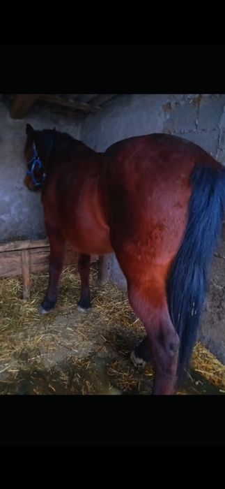 Vand cal căstrat foarte cuminte