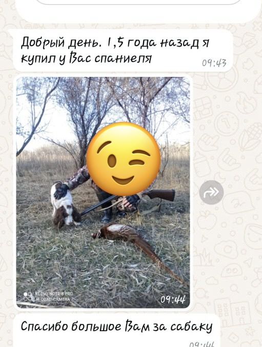 Русский спаниель