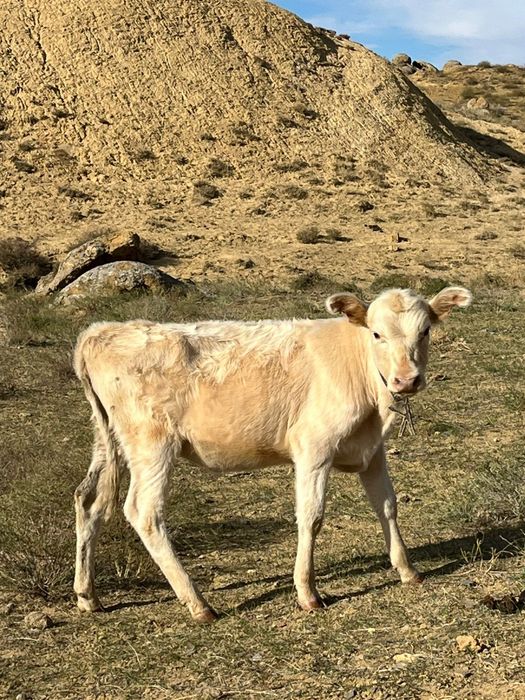 Сиыр сатылады баспагымен