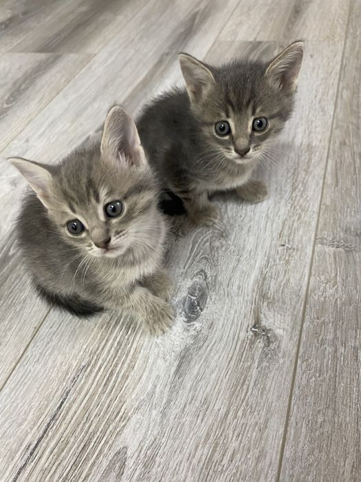 Бесплатно отдам котят